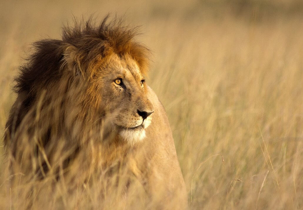 Der Löwe Mit JOURNEY D.LUXE erleben Sie ihn hautnah in freier Natur!