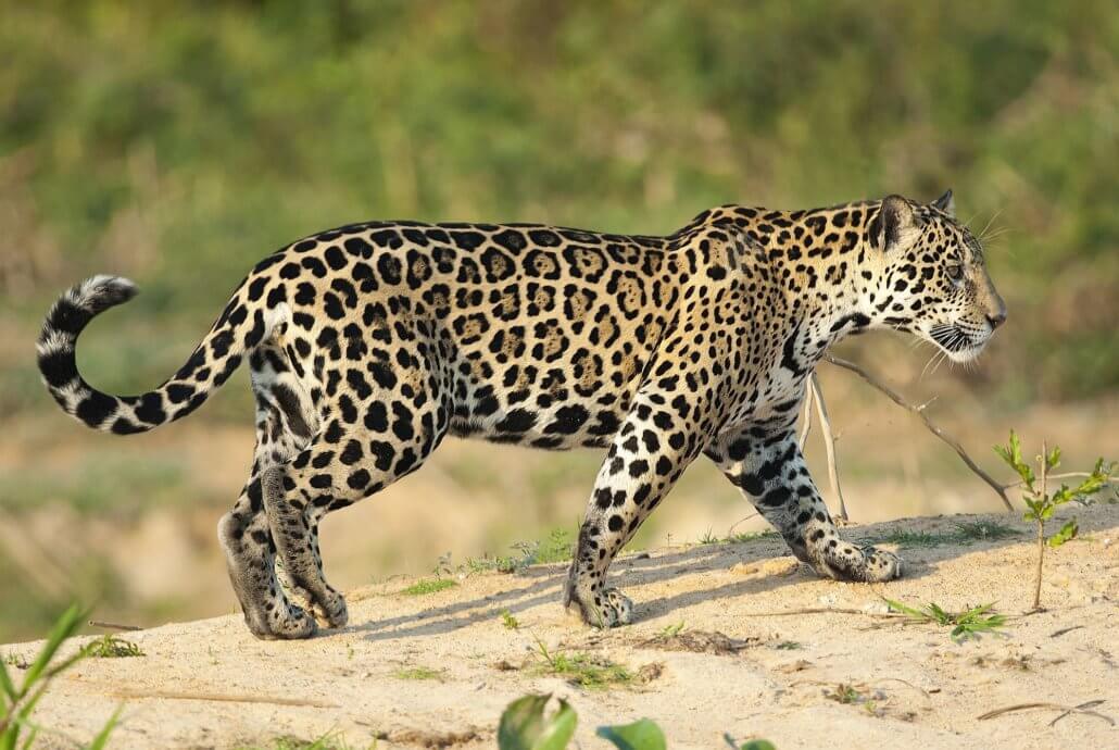 Raubkatzen - Safaris zu den Katzen der Wildnis bei JOURNEY D.LUXE